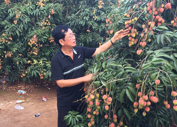 Vườn vải thiều cho năng suất cao của hội viên HTX Kim Thiện (phường Thiện An, thị xã Buôn Hồ) .