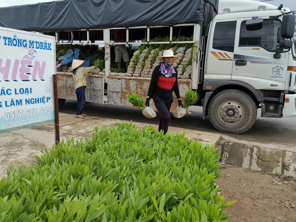Xe vận chuyển cây giống tấp nập phục vụ nhu cầu cây giống tăng cao khi bước vào vụ trồng rừng mới 2019.