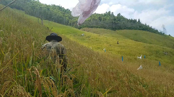 Những rẫy lúa chín vàng rực ở xã Đắk Phơi, huyện Lắk.