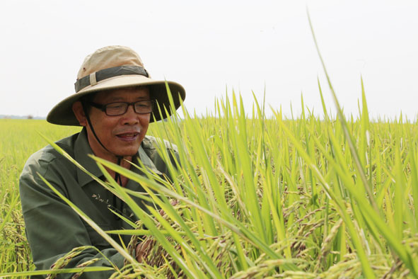 Ông Lã Như Kỹ đang chăm sóc ruộng lúa tím.