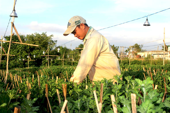 Anh Nguyễn Mậu Lộc bên vườn cúc đang đơm nụ.