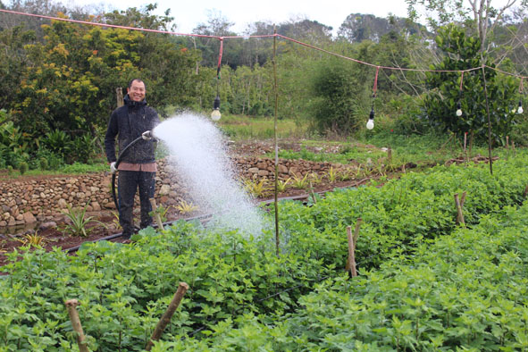 Anh Nguyễn Văn Quý (thị xã Buôn Hồ) đang chăm chút cho vườn hoa cúc . 