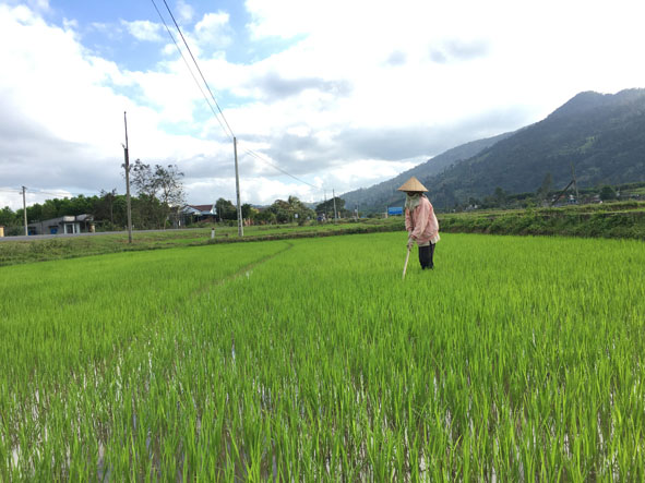Nông dân xã Cư Mta tranh thủ thời tiết nắng ráo thăm đồng, cấy dặm lúa nước.
