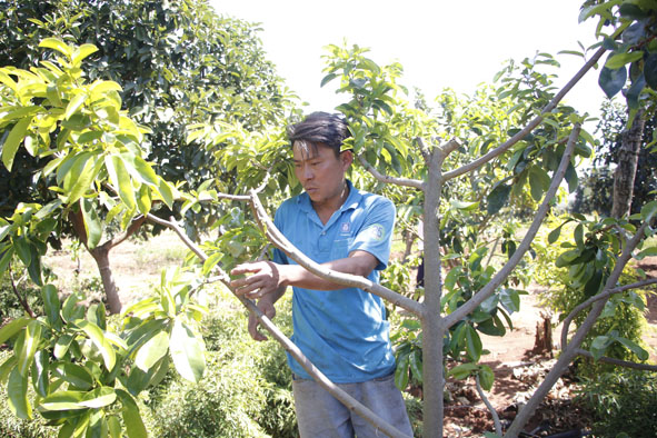 Anh Nguyễn Ngọc Hoanh chăm sóc cây trồng trong vườn.