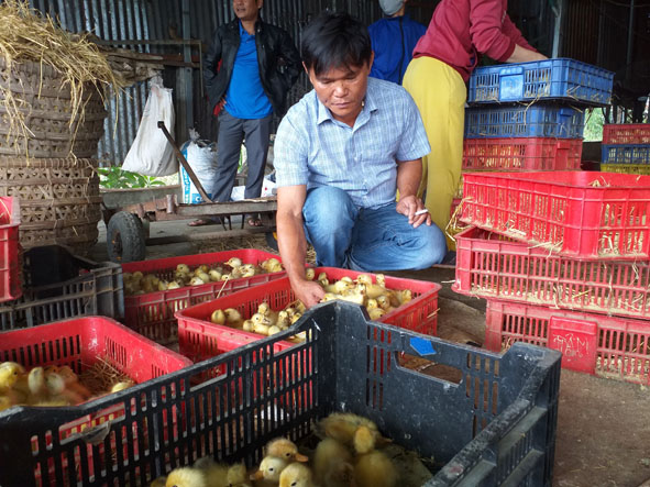 Anh Vẹn kiểm tra vịt giống trước khi xuất bán.