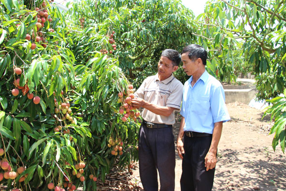 Cựu TNXP Nguyễn Duy Tiên (bên trái) ở thôn 12A chia sẻ kinh nghiệm trồng vải thiều.