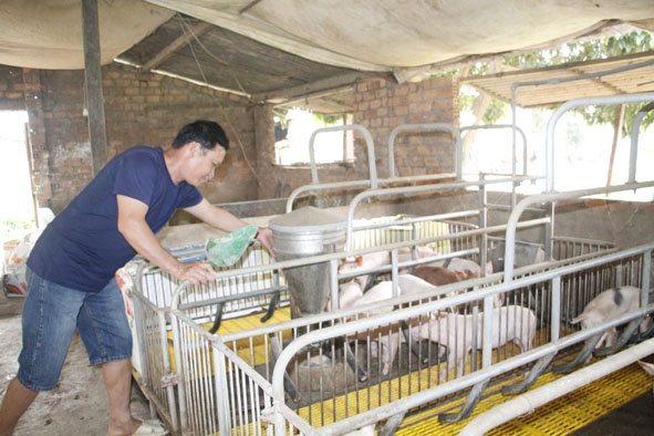 Anh Trịnh Trung Kiên kiểm tra thức ăn cho heo mới nhập về chuồng của gia đình.