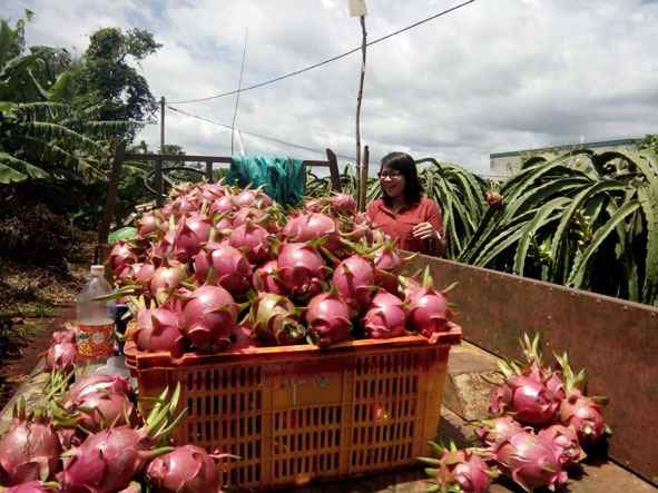 Thu hoạch thanh long trái vụ tại xã Cư Êbur.