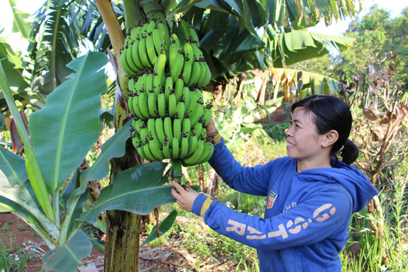 Mô hình chuối lùn Thái của chị Nguyễn Thị Thắm ở buôn Drây Huê, xã Cư Pơng.