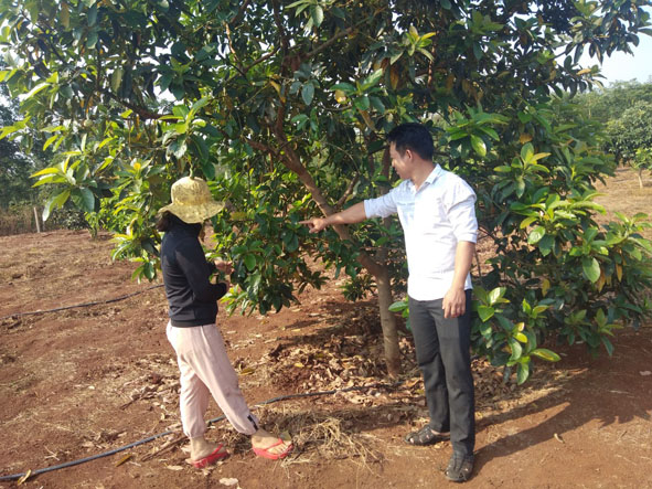 Anh Phùng Lão Gia, Trưởng buôn Ea Kruêh (bên phải) trao đổi với người dân về cách chăm sóc cây trồng. 