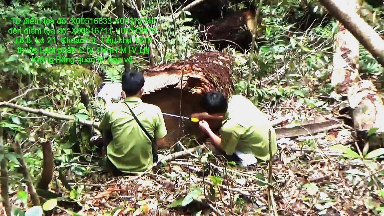 Lực lượng chức năng kiểm tra hiện trường một vụ chặt hạ pơ mu tại Công ty TNHH MTV Lâm nghiệp Krông Bông