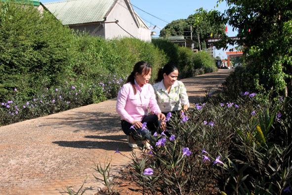  Con đường hoa của Chi hội phụ nữ thôn 4,  xã Cư Dliê M’nông. 