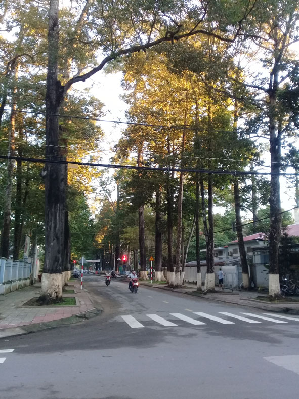 Hàng cây cổ thụ trên đường phố  Trà Vinh.