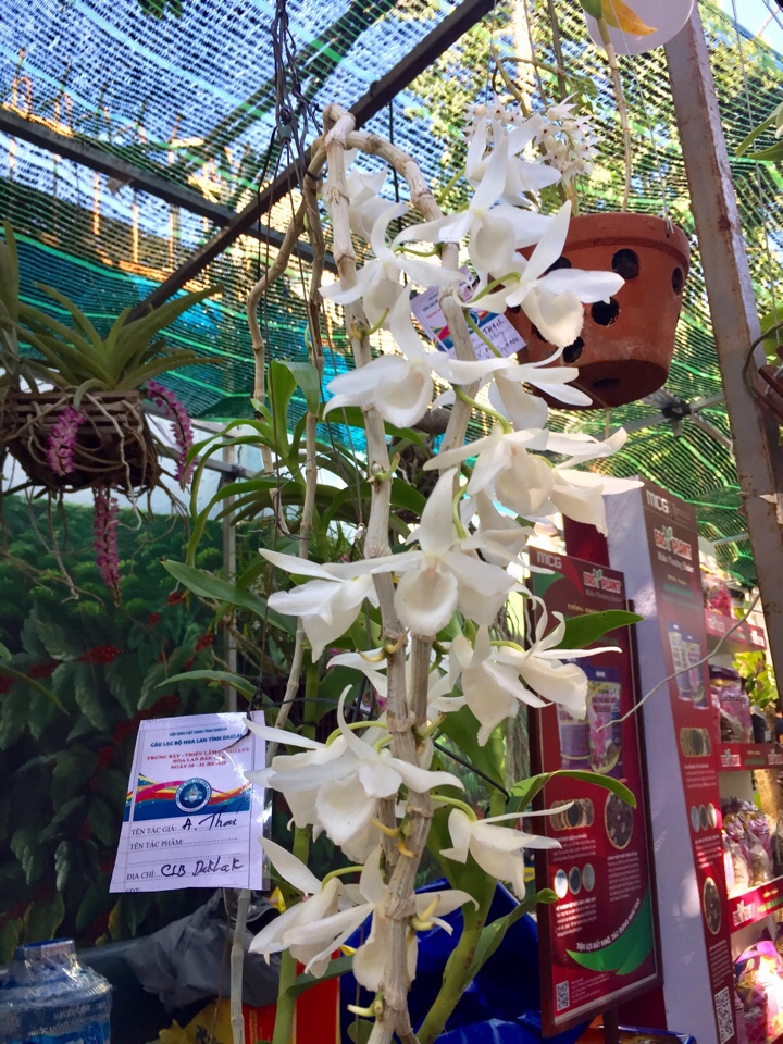 Một giò hoa lan tại triển lãm.