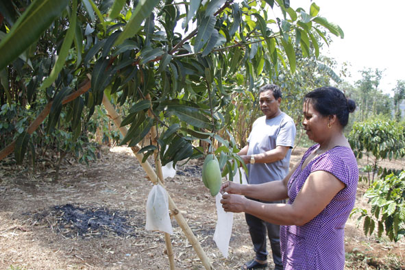 Ông Y Dhun Hmôk, Bí thư Chi bộ buôn Dur1 hướng dẫn người dân chăm sóc cây trồng.