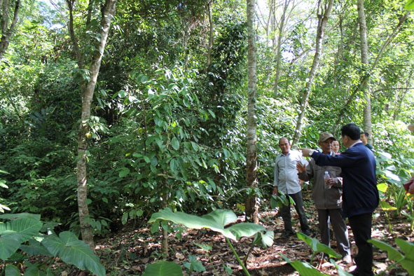 Già làng Y Ruê Mlô (thứ hai từ trái sang) ở buôn Ea Mấp, thị trấn Ea Pốk (huyện Cư M'gar) giới thiệu về cánh rừng nguyên sinh đồi Cư H'lăm.