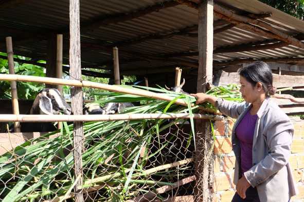 Chị H’Nguôi Buôn Krông chăm sóc đàn dê của gia đình.