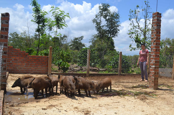 Gia đình chị Bế Thị Xanh (thôn 4, xã Ea Sar ) liên kết nuôi heo rừng lai với HTX Sản xuất nông nghiệp và chăn nuôi heo rừng Ea Sar. 