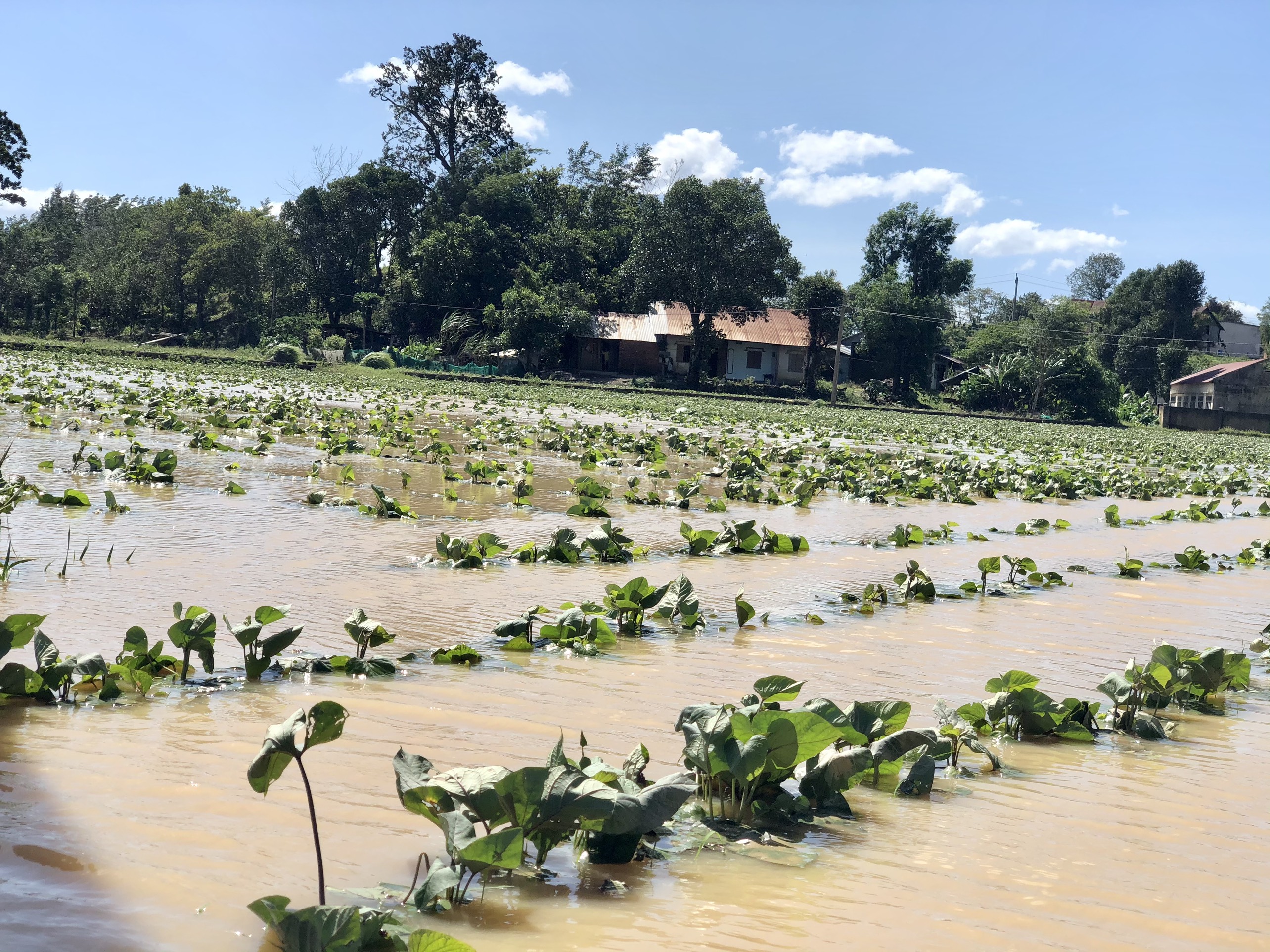 Diện tích trồng khoai lang của người dân