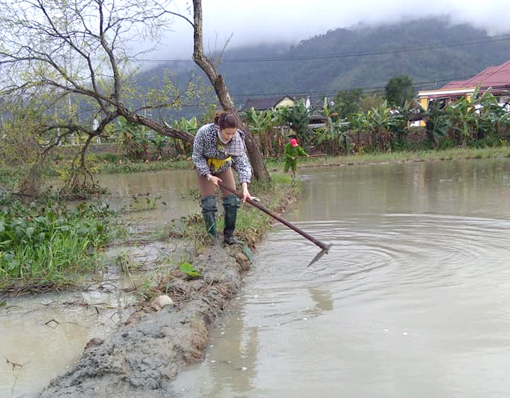 Nông dân thôn Hồ (xã Cư M'ta) gia cố lại chân ruộng để gieo sạ vụ lúa đông xuân.
