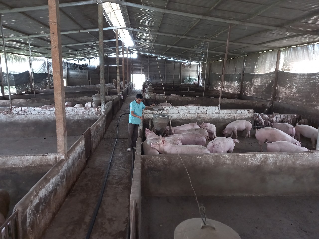 Trang trại heo của gia đình anh Nguyễn Văn Chử (xã Ea Nam, huyện Ea H’leo) chờ xuất bán dịp Tết. Ảnh: H.Nam