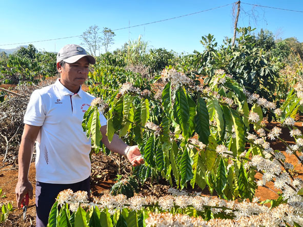 Ông Ama Bhi đi kiểm tra vườn cà phê tái canh năm thứ ba của gia đình.