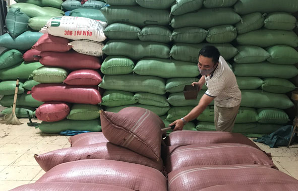 Thu mua hồ tiêu tại Công ty TNHH Như Linh (huyện Cư Kuin).