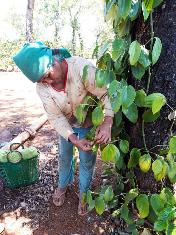 Người dân bắt nhộng muồng về chế biến thành món ăn.