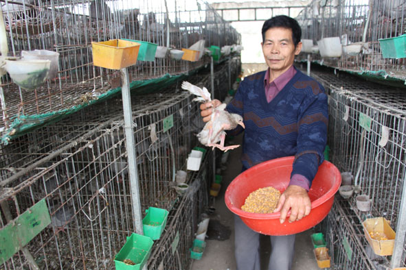 Trang trại bồ câu thảo dược của Hợp tác xã Bồ câu thảo dược Xuân Tiến.